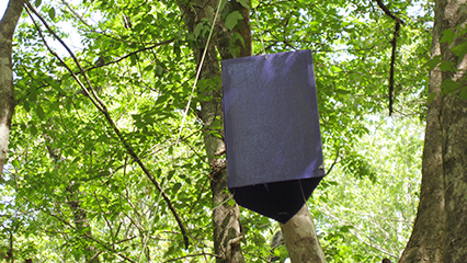 emerald-ash-borer-trapping-program-gridview