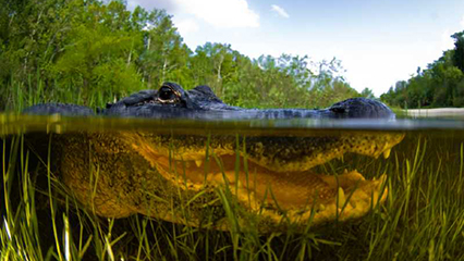 alligator-gridview