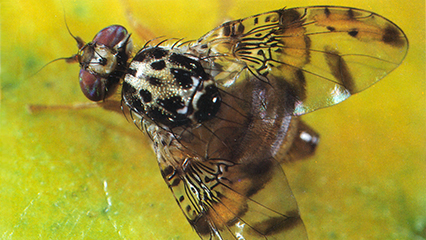 exotic-fruit-fly-gridview