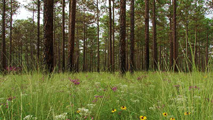 forest-health-gridview