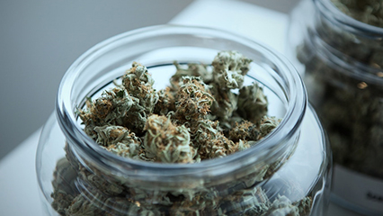 medical-marijuana-916-gridview