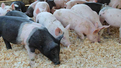 reportable-animal-diseases-gridview