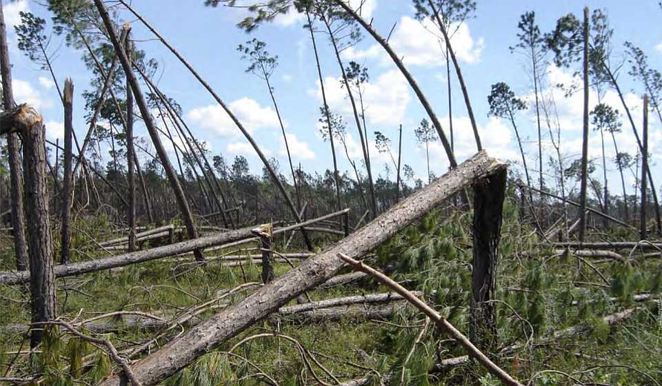 forest-recovery-after-a-hurricane-gridview