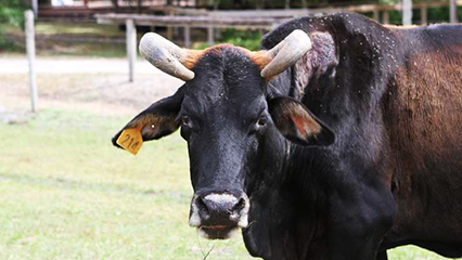 animal-pests-and-diseases-gridview