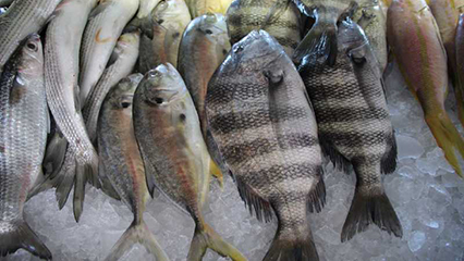 seafood-stats-gridview