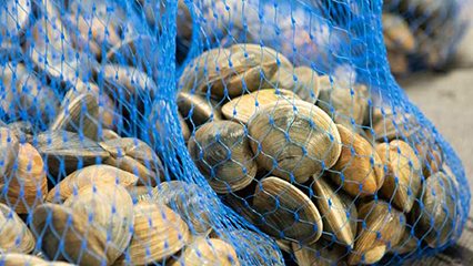shellfish-processing-gridview