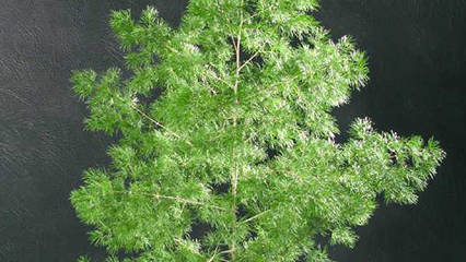ferns-gridview