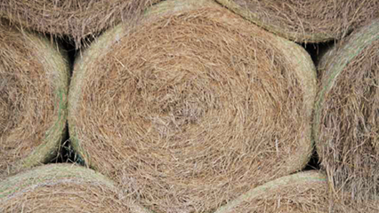 hay-gridview