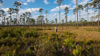 county-foresters-gridview