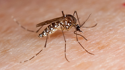 mosquito-control-gridview