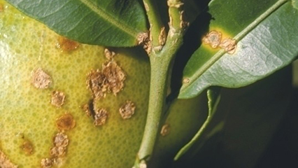 citrus-canker-gridview