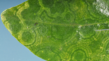 florida-plant-viruses-gridview