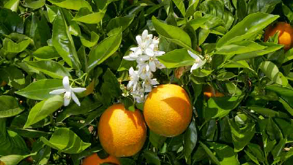 citrus-gridview