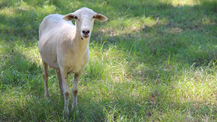 goats-gridview