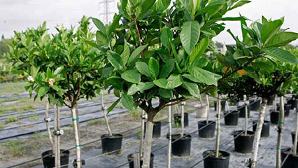 imported-fire-ant-regulated-nurseries-gridview