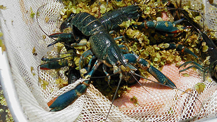 crustaceans-gridview