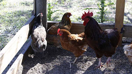 avian-influenza-gridview