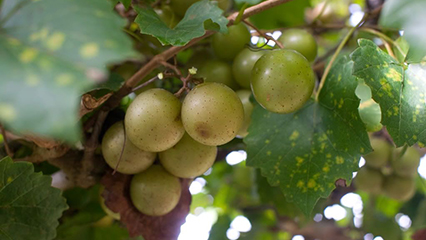 farm-winery-gridview