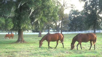 horses-gridview