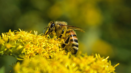 honey-bee-protection-in-florida-gridview