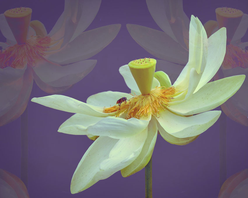 water-lily