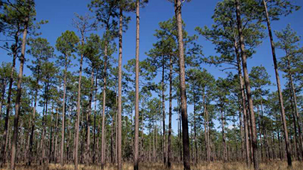 forest-stewardship-program-gridview