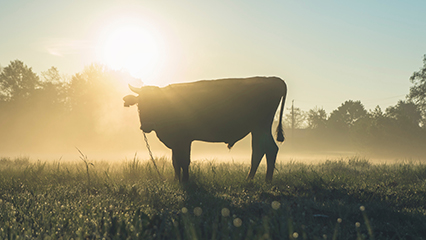 animal-diseases-gridview