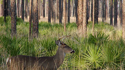 forest-health-fundamentals-gridview