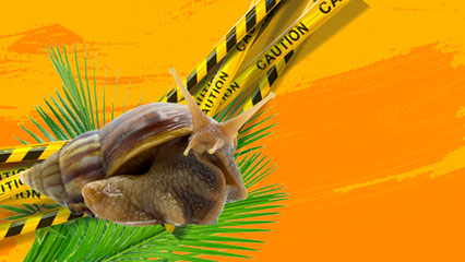giant-african-land-snail-gridview