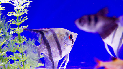 aquarium-fish-gridview