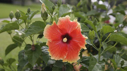 plant-pests-and-diseases-gridview