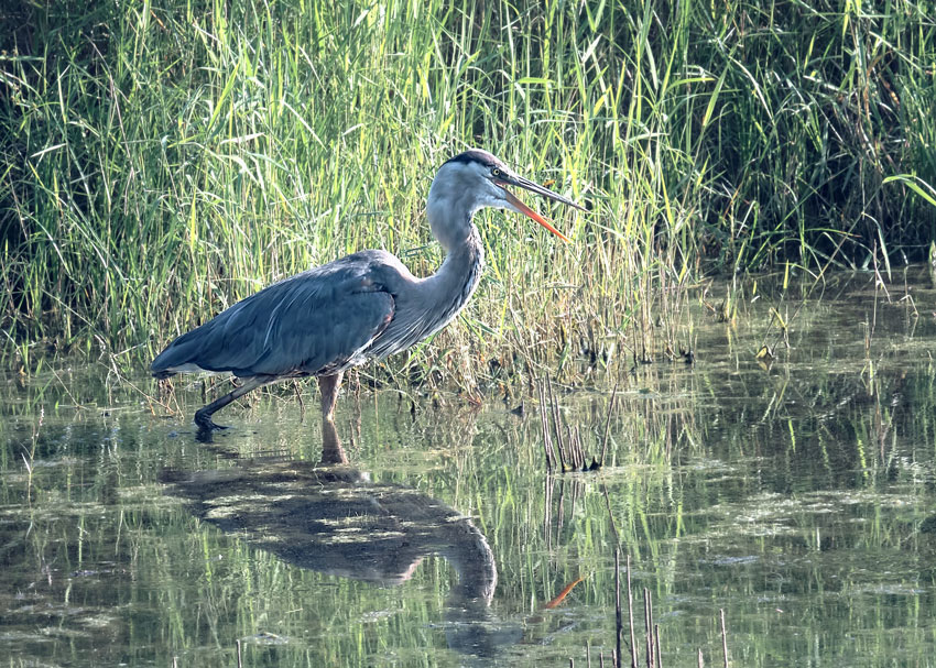 blue-heron