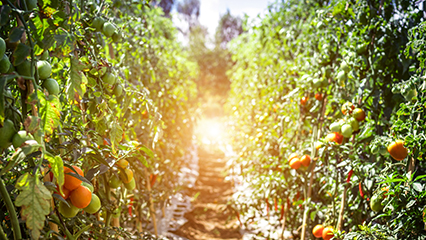 food-recovery-gridview