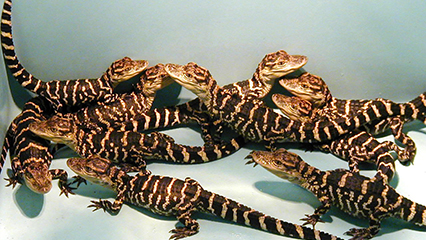 reptiles-gridview