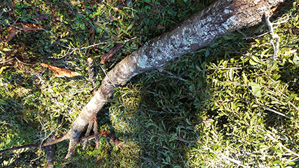 hurricane-michael-gridview