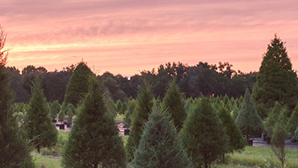 christmas-tree-farms-gridview