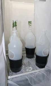 thrips-collection-setup