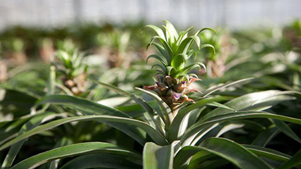 nurseries-gridview