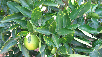 citrus-diseases-gridview
