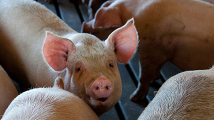pigs-gridview