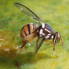 fruit-fly