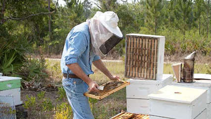 bees-apiary-gridview