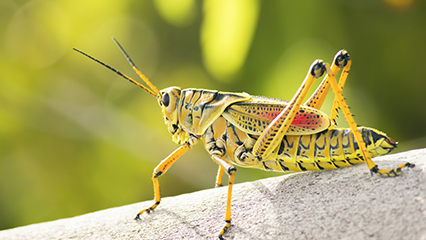 eastern-lubber-grasshopper-gridview