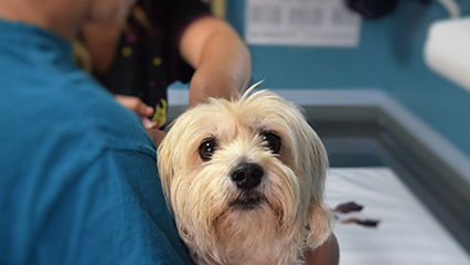 official-certificates-of-veterinary-inspection-gridview