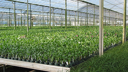 plant-inspection-gridview