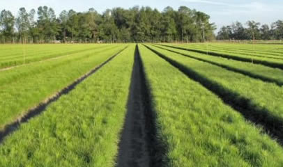 pine-seedlings-gridview