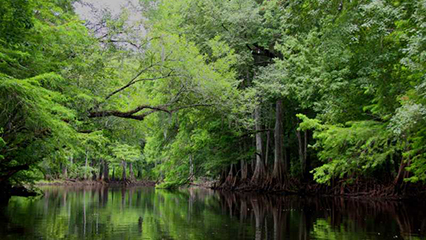 forest-trees-gridview
