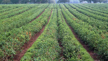 usda-grants-gridview