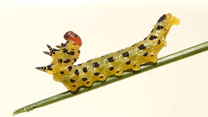 forest-insects-gridview