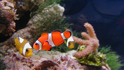 marine-ornamentals-gridview